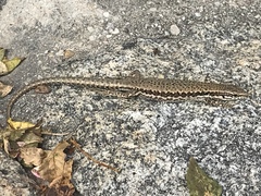 Podarcis muralis