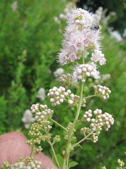 Spiraea alba latifolia