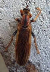 Ospriocerus tequilae