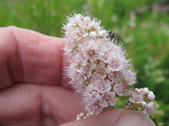 Spiraea alba latifolia