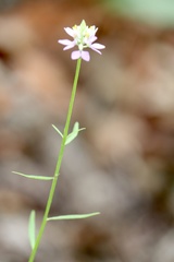 Polygala curtissii