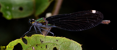 Calopteryx japonica