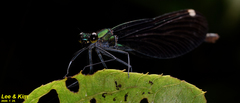 Calopteryx japonica