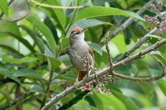 Cranioleuca antisiensis