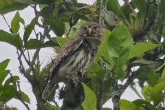 Glaucidium peruanum