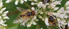 Eristalis kyokoae