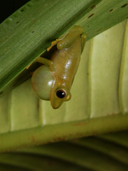 Pristimantis jaguensis