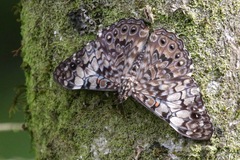 Hamadryas fornax