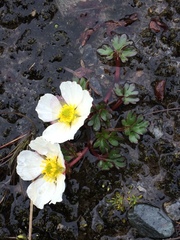 Ranunculus glacialis
