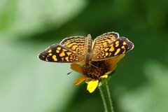 Anthanassa hermas