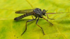 Neomochtherus geniculatus
