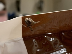 Araneinae