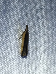 Dichomeris ligulella