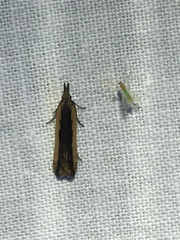 Dichomeris ligulella