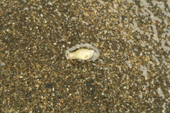 Succinea lauta