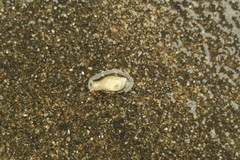 Succinea lauta