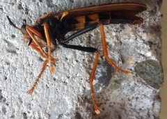 Ospriocerus tequilae