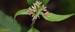 Persicaria thunbergii