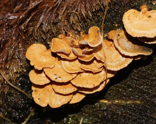 Panellus pusillus nuotrauka