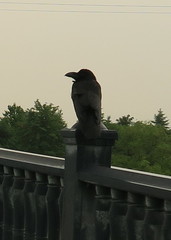 Corvus macrorhynchos