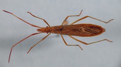 Protenor belfragei