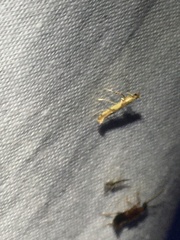 Caloptilia bimaculatella