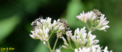 Lasiotrichius succinctus