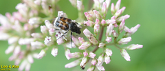 Lasiotrichius succinctus