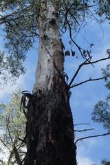 Eucalyptus cypellocarpa