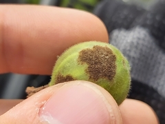 Podosphaera mors-uvae