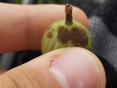 Podosphaera mors-uvae