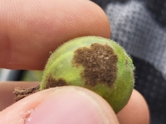 Podosphaera mors-uvae