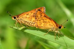 Taractrocera ceramas