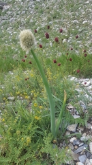 Allium altaicum