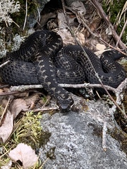 Vipera berus