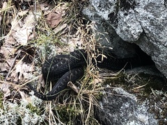 Vipera berus
