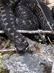 Vipera berus
