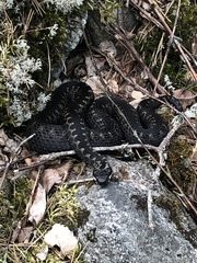 Vipera berus