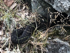 Vipera berus