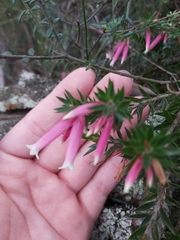 Epacris calvertiana versicolor