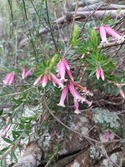 Epacris calvertiana versicolor