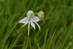 Habenaria grandifloriformis