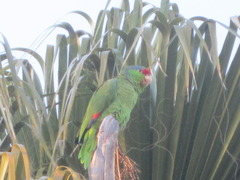 Amazona finschi × viridigenalis