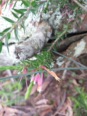 Epacris calvertiana versicolor