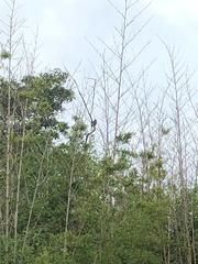 Dumetella carolinensis