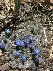 Eritrichium argenteum