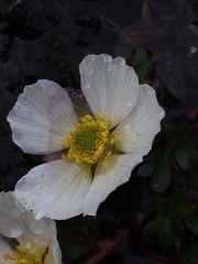 Ranunculus glacialis