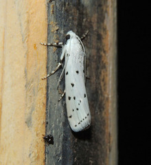 Myelois circumvoluta