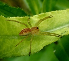 Dolomedes plantarius