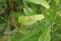 Dolomedes plantarius